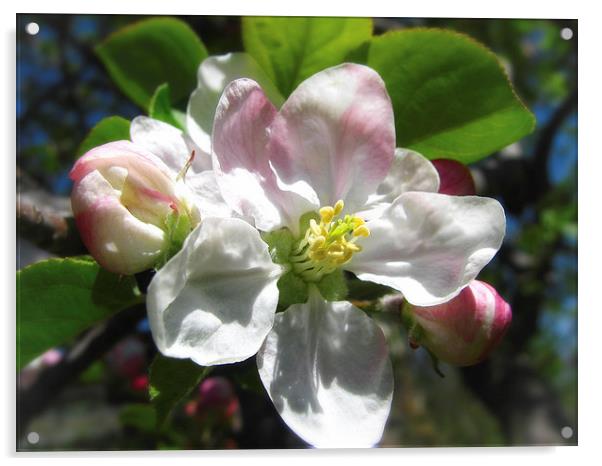 Apple Blossom Acrylic by Mary Lane