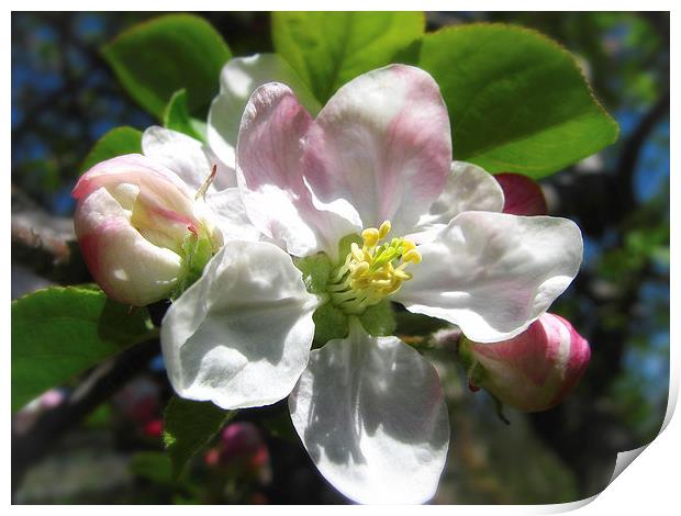 Apple Blossom Print by Mary Lane
