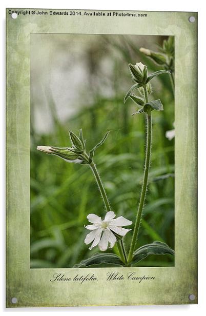 Silene latifolia Acrylic by John Edwards