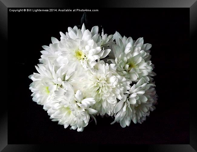 White Chrysanthemum Flowers 1 Framed Print by Bill Lighterness