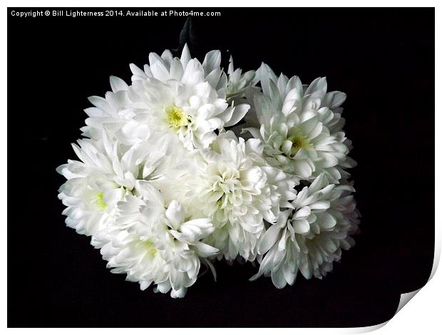 White Chrysanthemum Flowers 1 Print by Bill Lighterness
