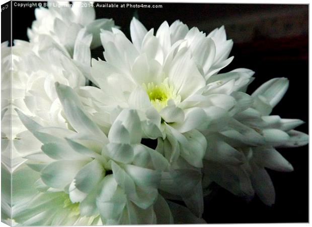 White Chrysanthemum Flower 2 Canvas Print by Bill Lighterness