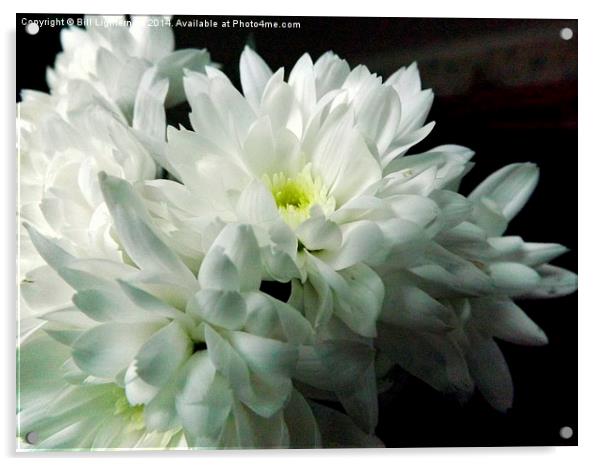 White Chrysanthemum Flower 2 Acrylic by Bill Lighterness
