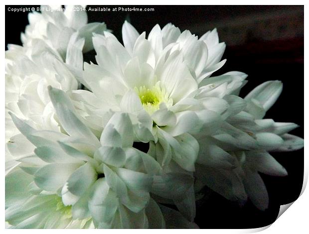 White Chrysanthemum Flower 2 Print by Bill Lighterness