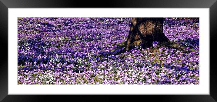 Carpet of Spring Bulbs Framed Mounted Print by Carolyn Eaton