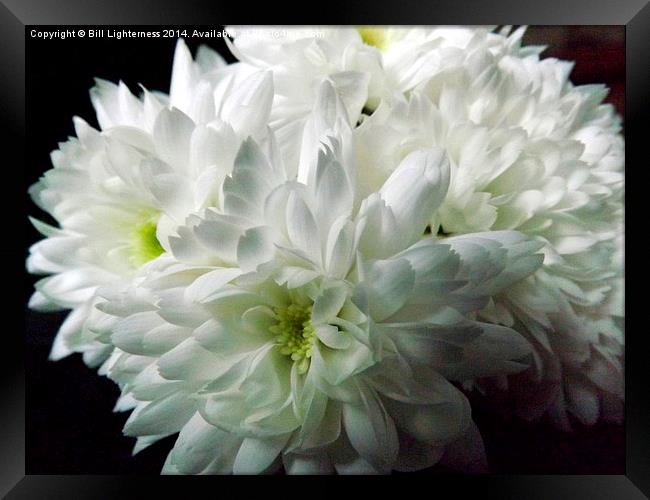 White Chrysanthemum Flowers 4 Framed Print by Bill Lighterness