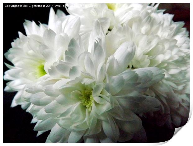 White Chrysanthemum Flowers 4 Print by Bill Lighterness