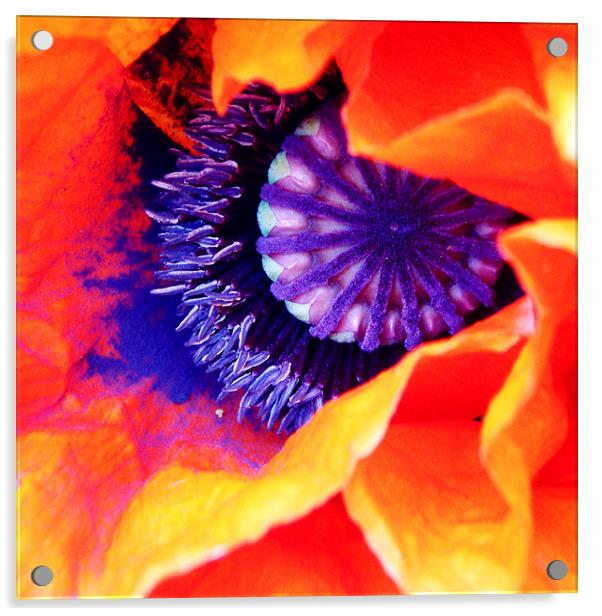 Poppy Acrylic by Carolyn Eaton