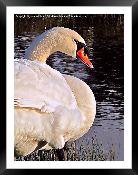 Swan in Sunlight Framed Mounted Print by Jason Williams