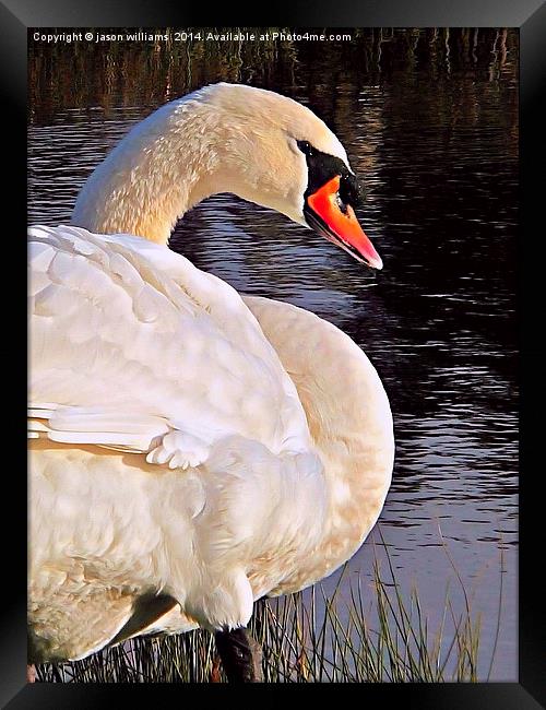 Swan in Sunlight Framed Print by Jason Williams