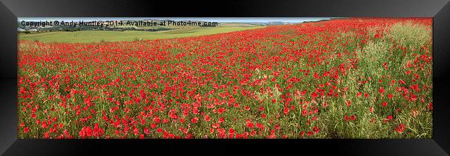 Poppy Panorama Framed Print by Andy Huntley