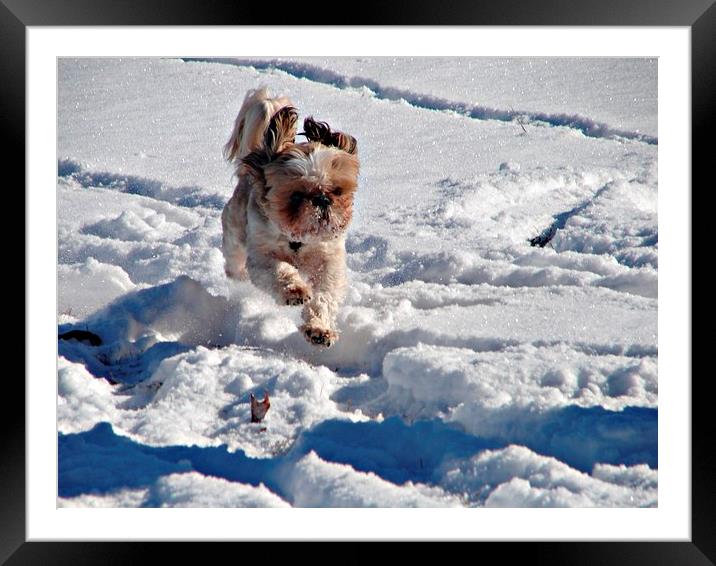 Enjoying the Snow Framed Mounted Print by Pics by Jody Adams