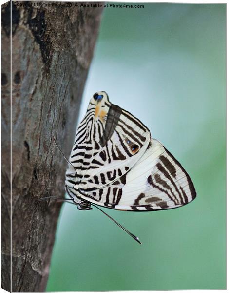 Zebra Mosiac Butterfly Canvas Print by Zoe Ferrie