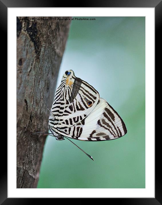 Zebra Mosiac Butterfly Framed Mounted Print by Zoe Ferrie