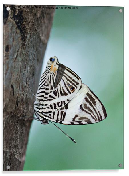 Zebra Mosiac Butterfly Acrylic by Zoe Ferrie