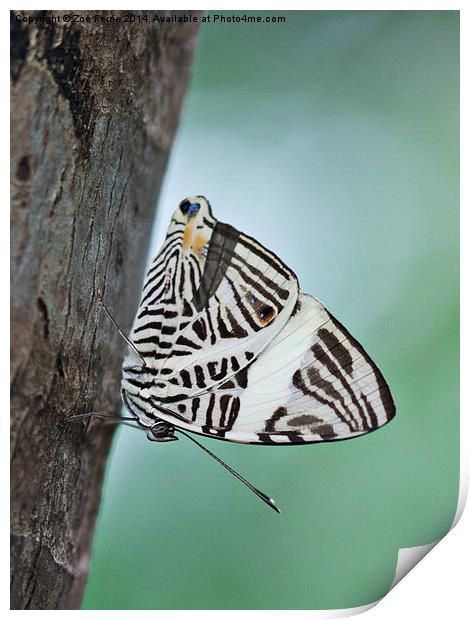 Zebra Mosiac Butterfly Print by Zoe Ferrie