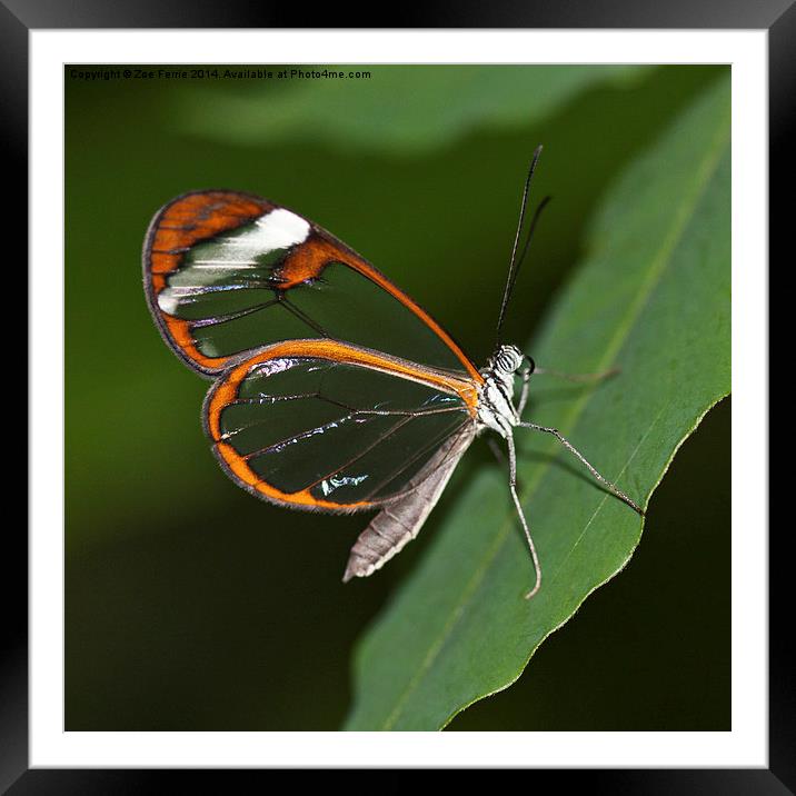 Glasswinged Butterfly Framed Mounted Print by Zoe Ferrie