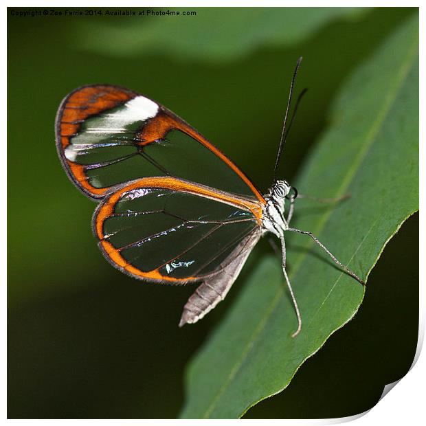Glasswinged Butterfly Print by Zoe Ferrie