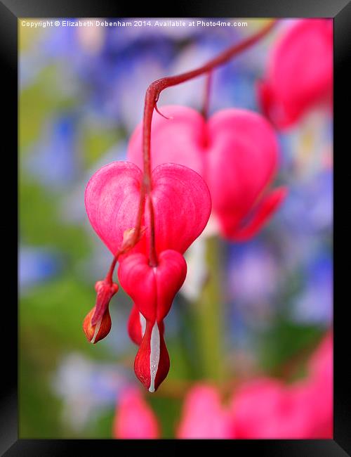 Love is the Passion and the Blues Framed Print by Elizabeth Debenham