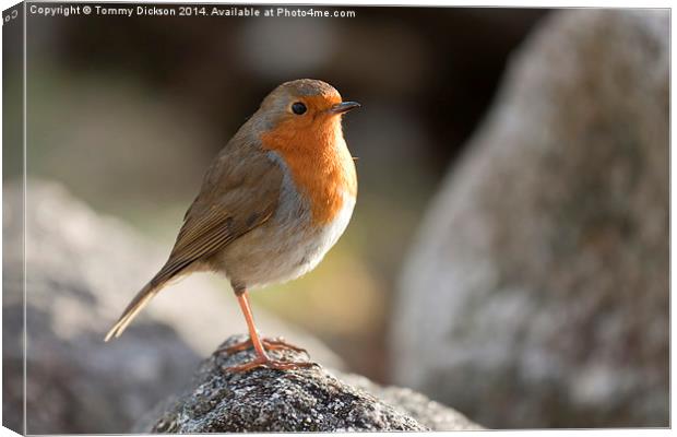 Robin Redbreast Canvas Print by Tommy Dickson