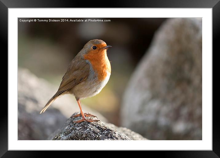 Robin Redbreast Framed Mounted Print by Tommy Dickson