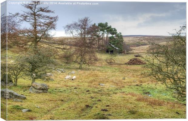 Tranquil scene on the North York Moors Canvas Print by Paula Connelly