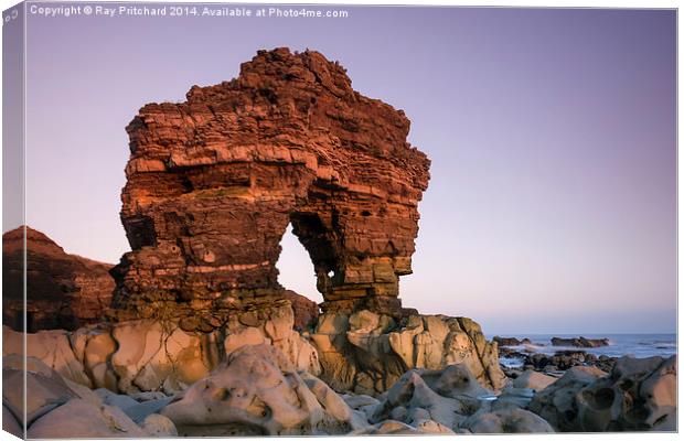 Rock Arch at Whitburn Point Canvas Print by Ray Pritchard