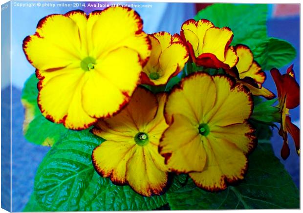 Yellow Potted Primrose Canvas Print by philip milner