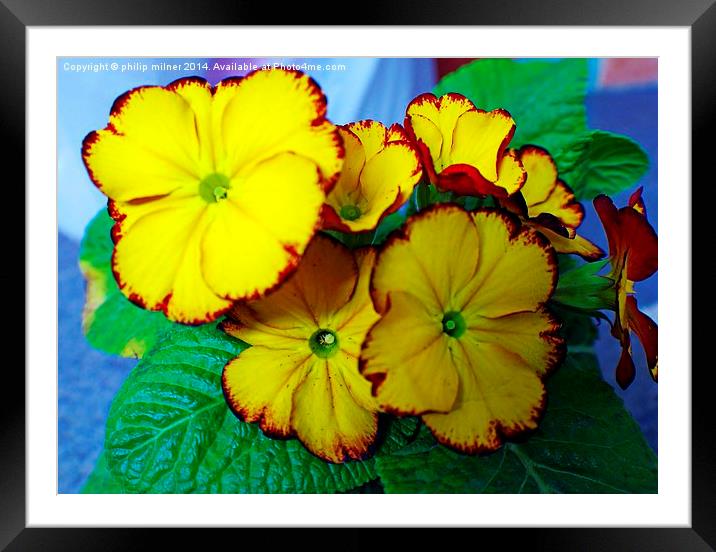 Yellow Potted Primrose Framed Mounted Print by philip milner