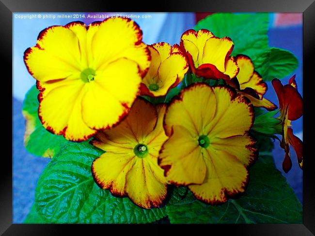 Yellow Potted Primrose Framed Print by philip milner