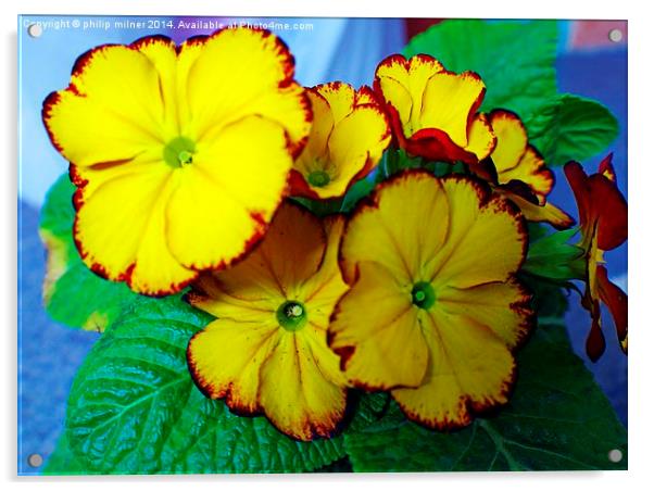 Yellow Potted Primrose Acrylic by philip milner