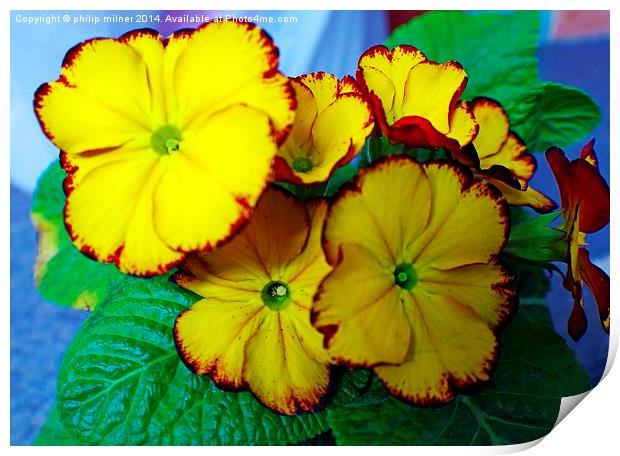 Yellow Potted Primrose Print by philip milner