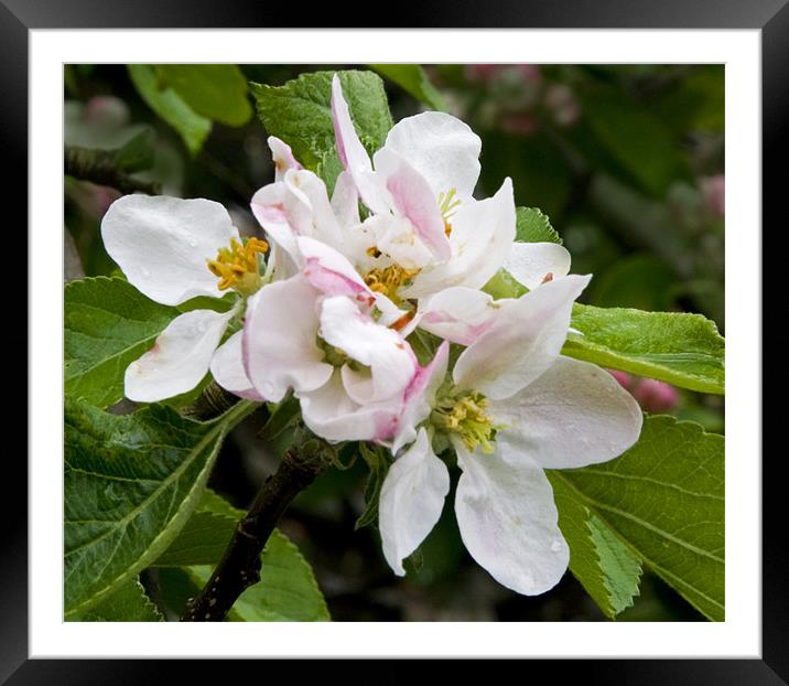 Apple blossom Framed Mounted Print by Dave Holt