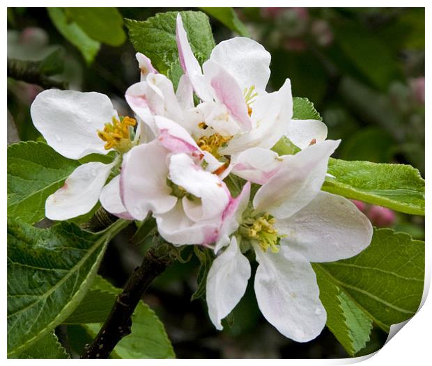 Apple blossom Print by Dave Holt