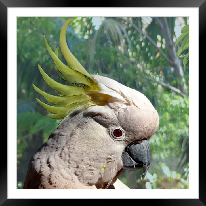 Female Sulphur-crested Cockatoo Framed Mounted Print by Geoffrey Higges