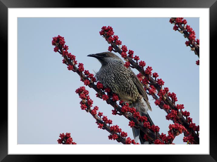 Little Wattlebird in Umbrella Tree Framed Mounted Print by Geoffrey Higges