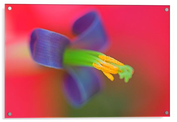 Bromeliad Flower Acrylic by Geoffrey Higges