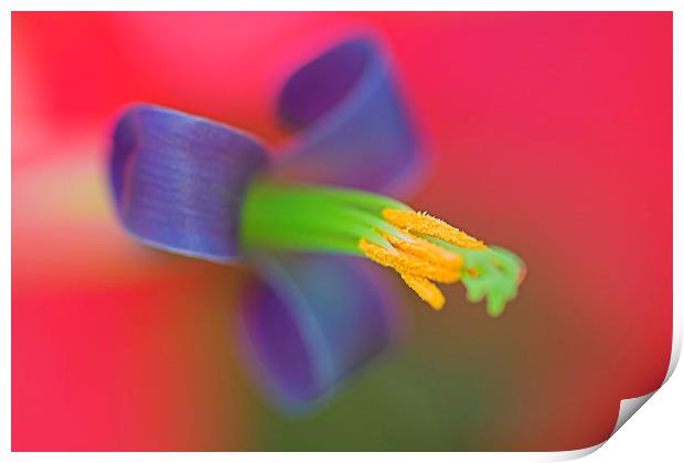 Bromeliad Flower Print by Geoffrey Higges