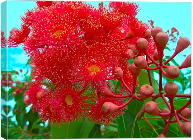 Eucalyptus Flowers and Gum Nuts Canvas Print by Geoffrey Higges