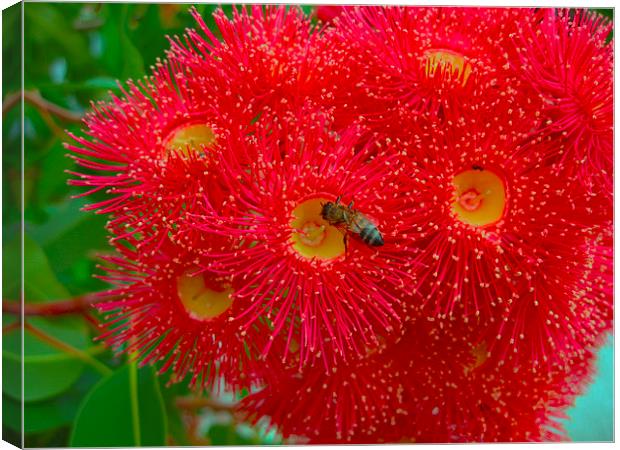 Red Eucalyptus Flowers and Bee Canvas Print by Geoffrey Higges