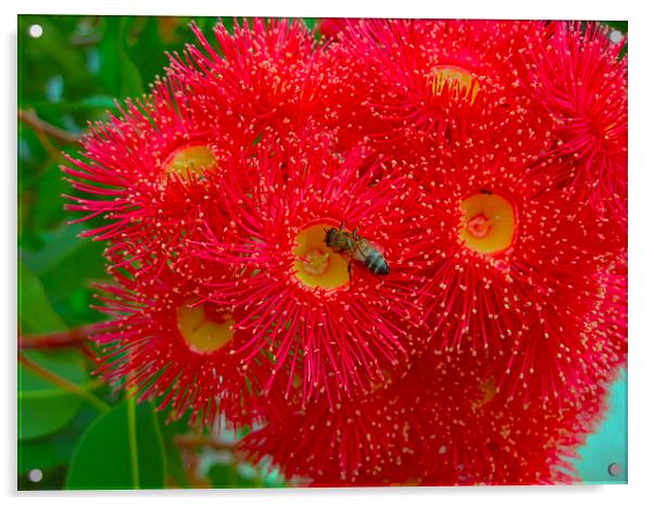 Red Eucalyptus Flowers and Bee Acrylic by Geoffrey Higges