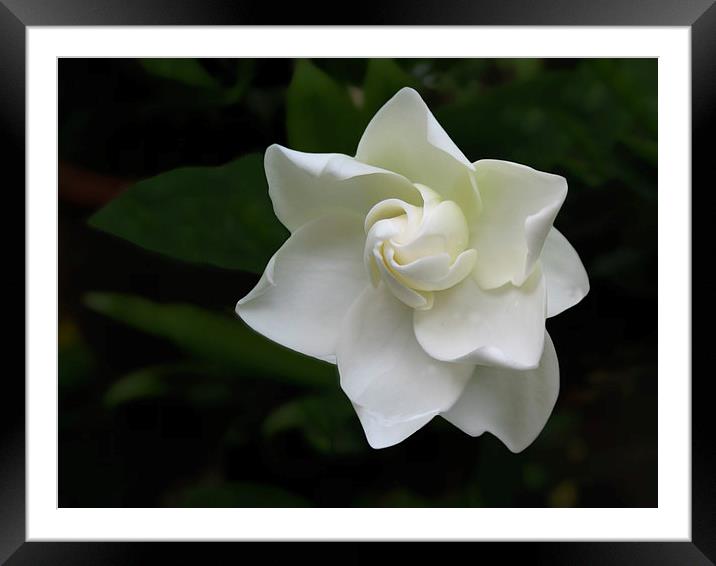 White Gardenia Flower Framed Mounted Print by Geoffrey Higges