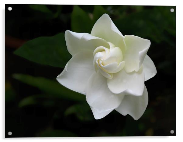 White Gardenia Flower Acrylic by Geoffrey Higges