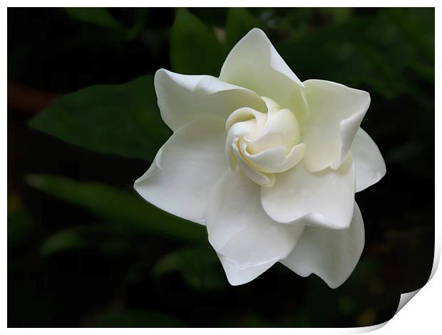 White Gardenia Flower Print by Geoffrey Higges