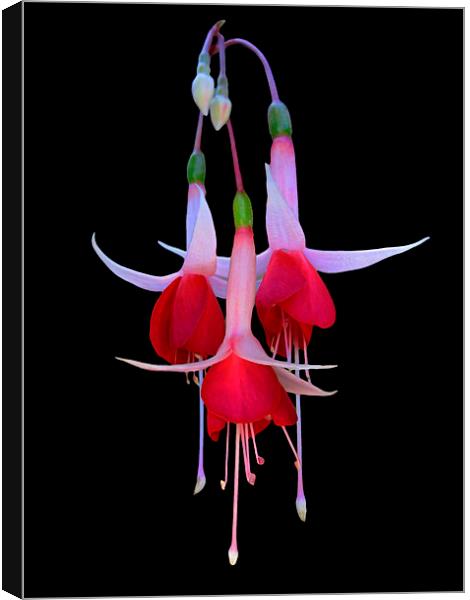 Red and White Fuchsia Flower Canvas Print by Geoffrey Higges