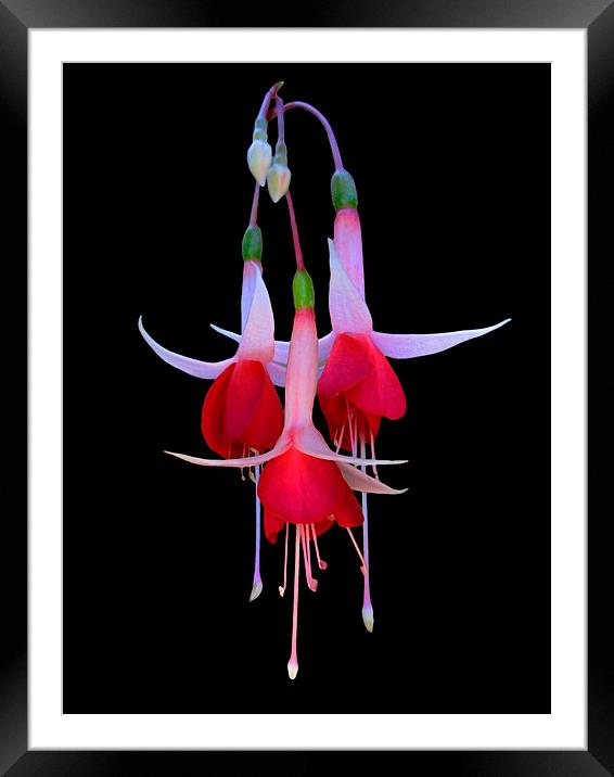 Red and White Fuchsia Flower Framed Mounted Print by Geoffrey Higges
