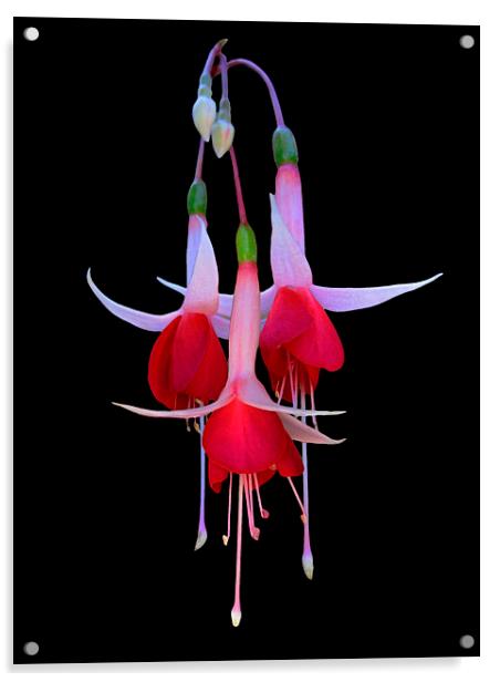 Red and White Fuchsia Flower Acrylic by Geoffrey Higges