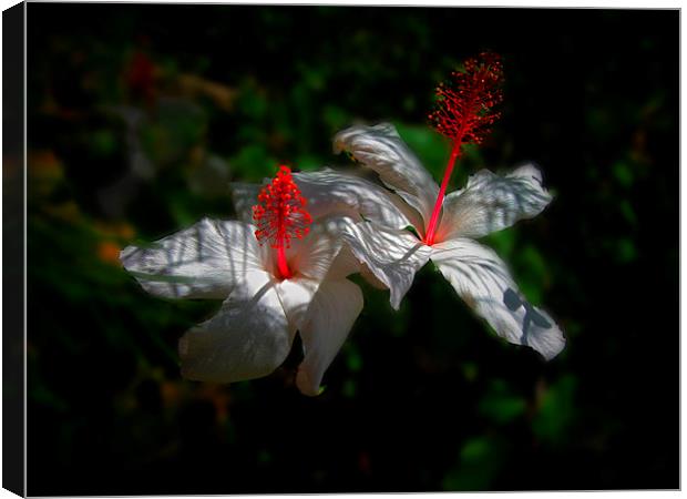White Hibiscus Flowers Canvas Print by Geoffrey Higges