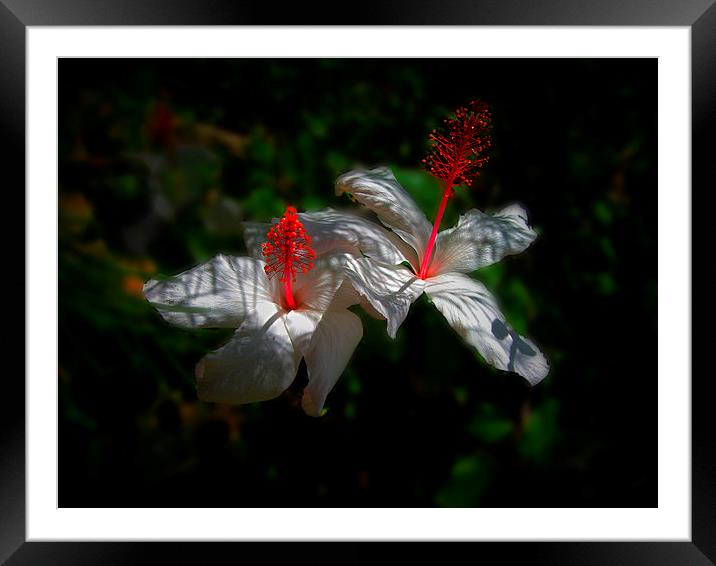White Hibiscus Flowers Framed Mounted Print by Geoffrey Higges