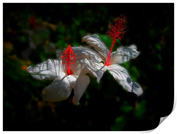 White Hibiscus Flowers Print by Geoffrey Higges